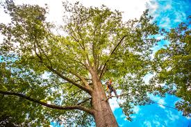 How Our Tree Care Process Works  in  Laurence Harbor, NJ